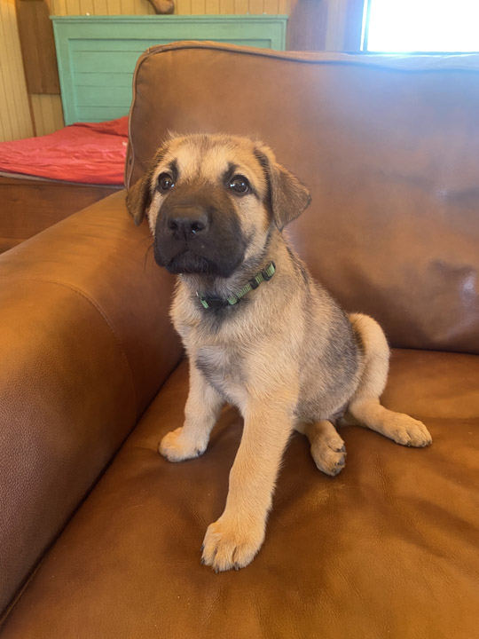 chinook dog